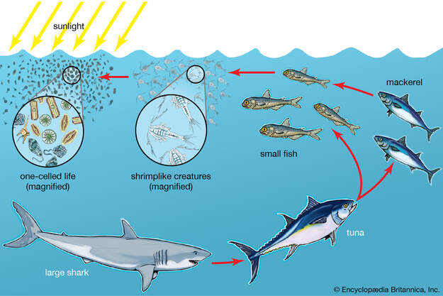 Marine Ecotoxicology IMBRSea